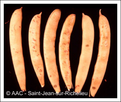 Xanthomonas phaseoli f. sp. fuscan 