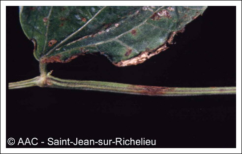 Xanthomonas phaseoli f. sp. fuscan 