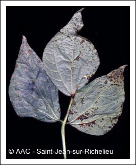 Xanthomonas phaseoli f. sp. fuscan 