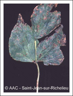 Xanthomonas phaseoli f. sp. fuscan 