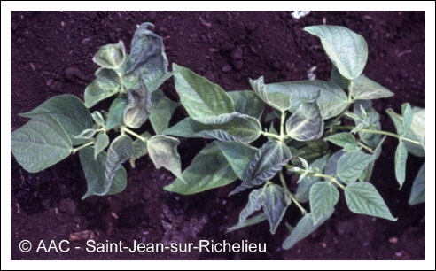 Dommage par le froid