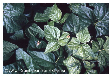Bean yellow mosaic virus