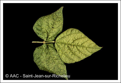 Bean yellow mosaic virus