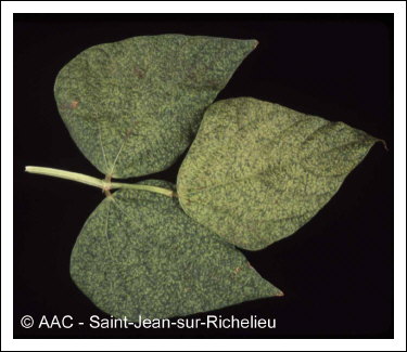 Bean yellow mosaic virus