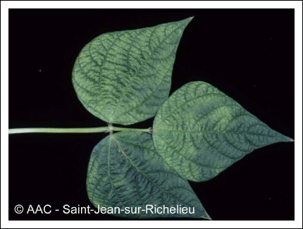 Bean yellow mosaic virus