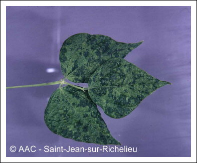 Bean common mosaic virus