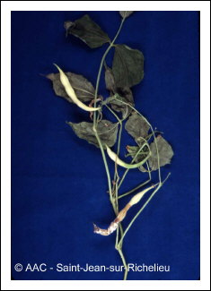 Sclerotinia sclerotiorum (Lib.) de Bary