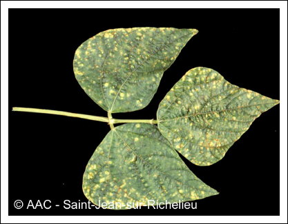 Uromyces appendiculatus (Pers.:Pers.) Unger