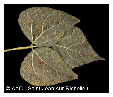 Uromyces appendiculatus (Pers.:Pers.) Unger