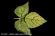 Bean yellow mosaic virus