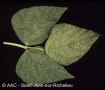Bean yellow mosaic virus