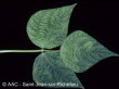 Bean yellow mosaic virus