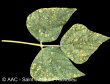 Uromyces appendiculatus (Pers.:Pers.) Unger