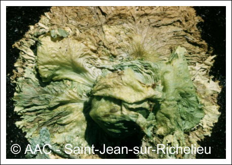 Sclerotinia sclerotiorum (Lib.) de Bary