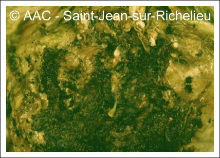 Sclerotinia sclerotiorum (Lib.) de Bary