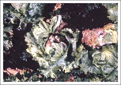 Rhizoctonia solani K�hn