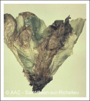 Botrytis cinerea Pers:Fr.