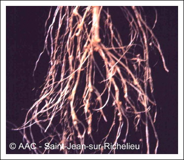 Meloidogyne hapla Chitwood