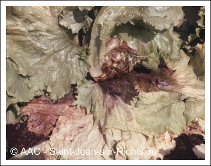 Rhizoctonia solani K�hn