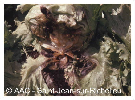 Rhizoctonia solani K�hn