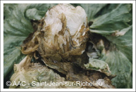 Rhizoctonia solani K�hn
