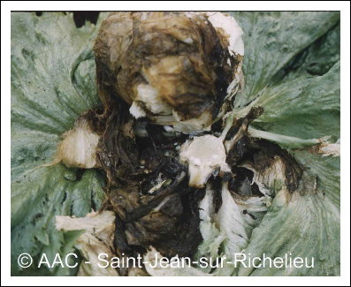 Rhizoctonia solani K�hn