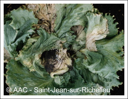 Rhizoctonia solani K�hn