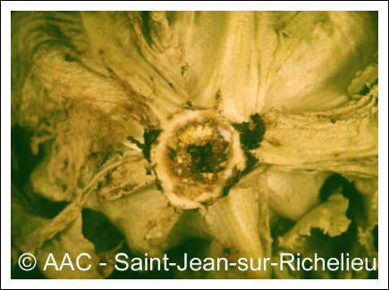 Sclerotinia sclerotiorum (Lib.) de Bary