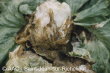 Rhizoctonia solani K�hn