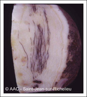 Xanthomonas campestris pv. campestris