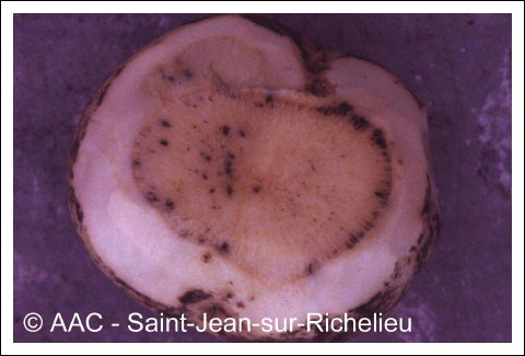 Xanthomonas campestris pv. campestris