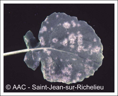 Erysiphe cruciferarum Opiz:L. Junell