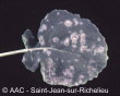 Erysiphe cruciferarum Opiz:L. Junell
