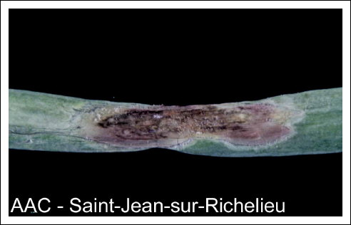 Alternaria porri (Ellis) Cif.