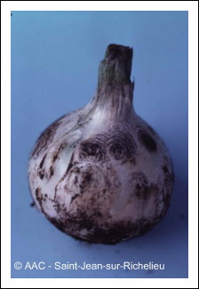 Colletotrichum circinans (Berk.) Voglino