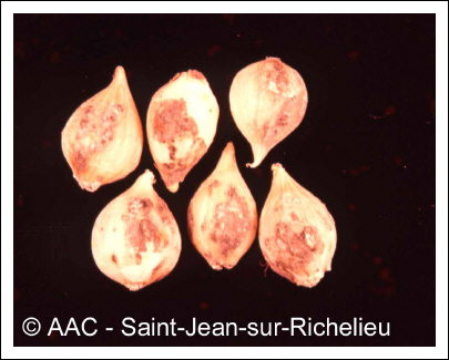 Colletotrichum circinans (Berk.) Voglino