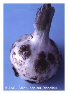 Colletotrichum circinans (Berk.) Voglino