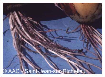 Phoma terrestris E.M.Hans.