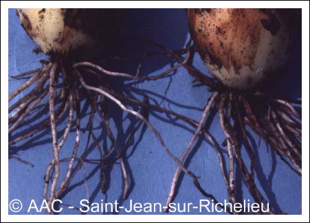 Phoma terrestris E.M.Hans.