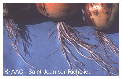 Phoma terrestris E.M.Hans.