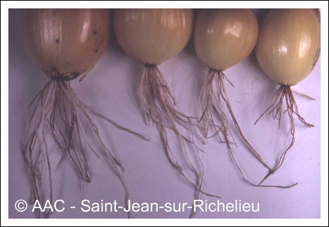 Phoma terrestris E.M.Hans.