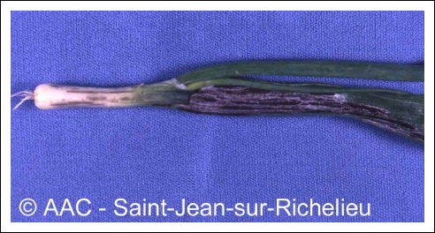 Urocystis magica Pass. in Thuem