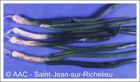 Urocystis magica Pass. in Thuem