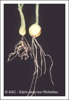 Meloidogyne hapla Chitwood