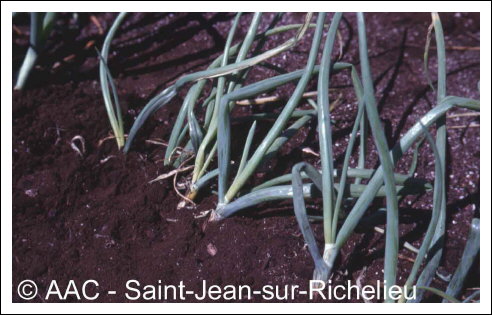 Urocystis magica Pass. in Thuem