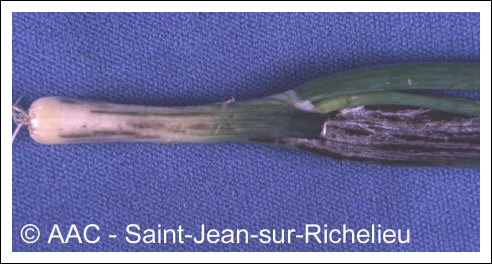 Urocystis magica Pass. in Thuem