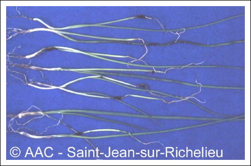 Urocystis magica Pass. in Thuem