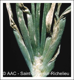 Peronospora destructor (Berk.) Casp. in Berk.
