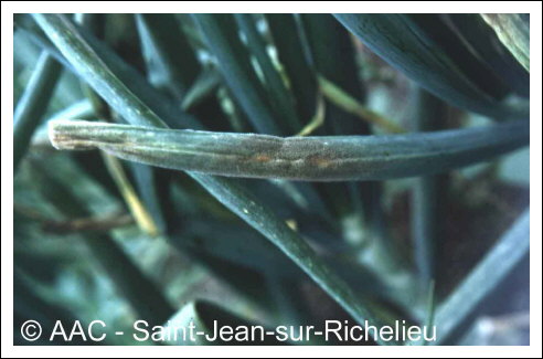 Peronospora destructor (Berk.) Casp. in Berk.
