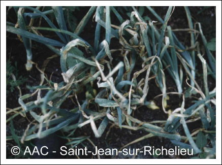 Peronospora destructor (Berk.) Casp. in Berk.